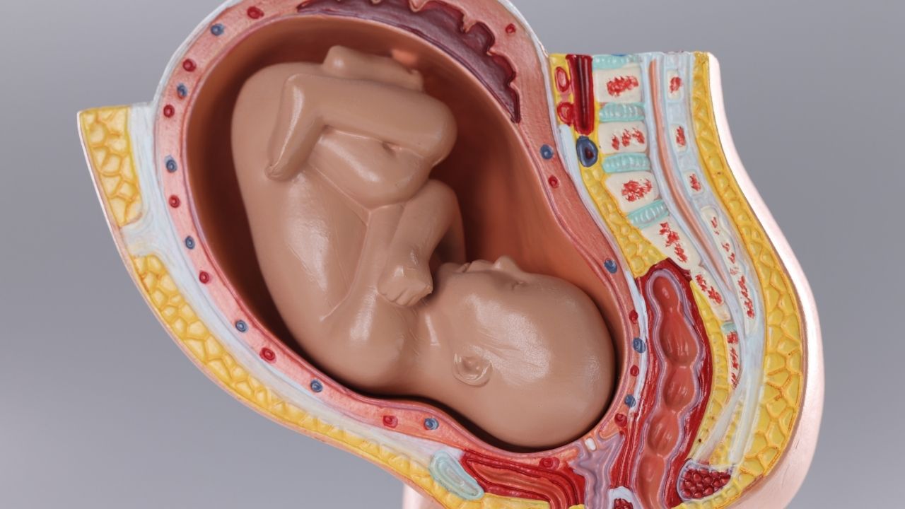 Uterus transplant in turkiye